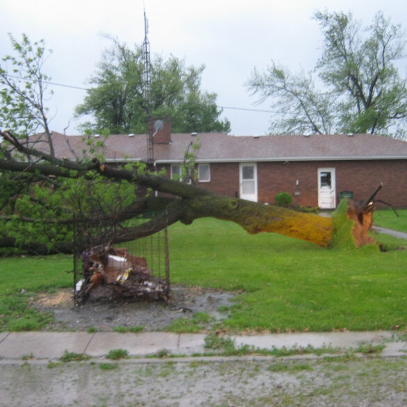 Trees Down