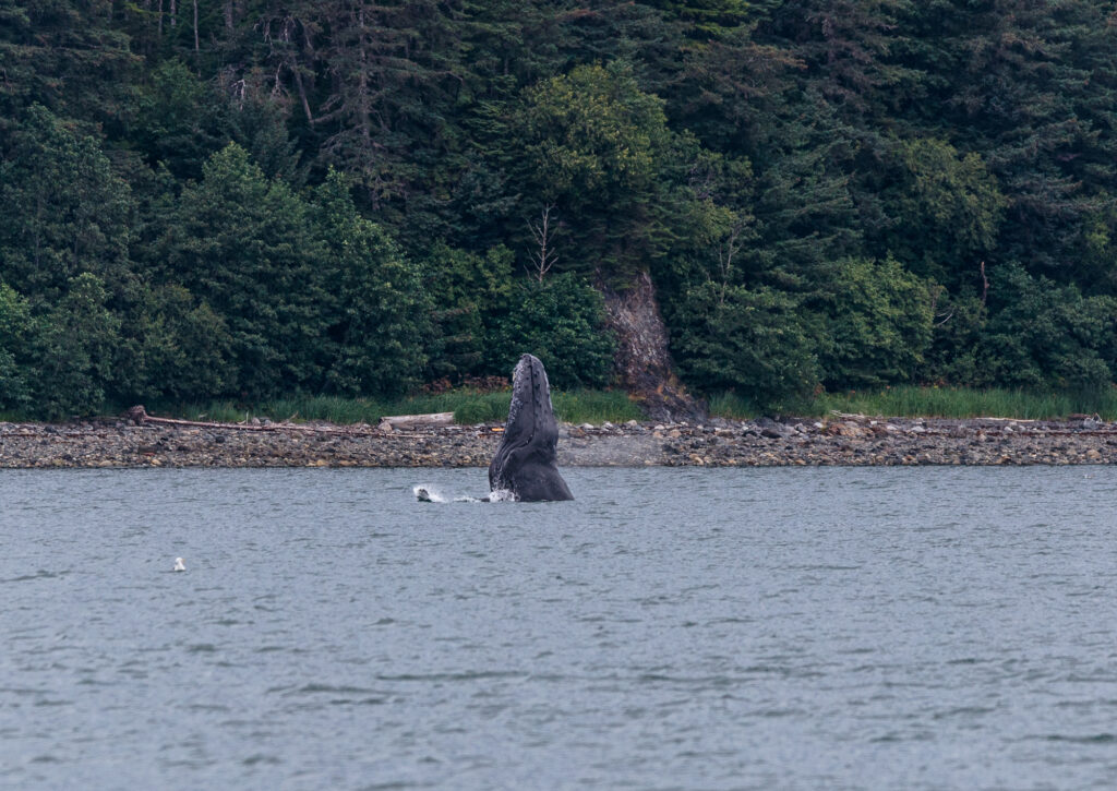 A whale showing off for the boat