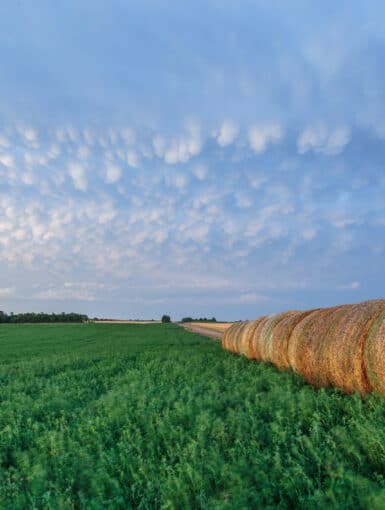 Mammatus over field in Kansas in 2017