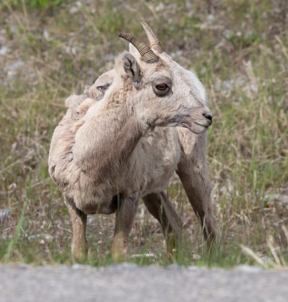 Mountain Goat in Kananaskis Country