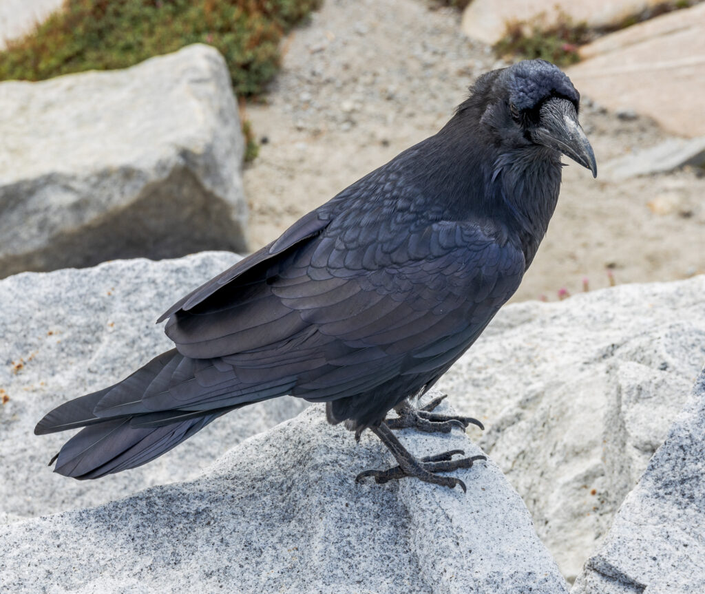 A black crow looking for food at Olmsted Point