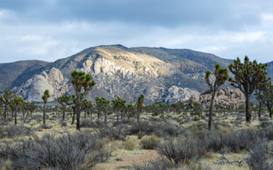 Joshua Tree National Park