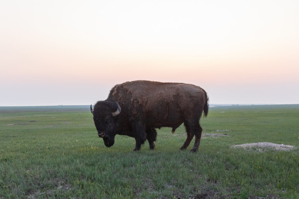 American Bison