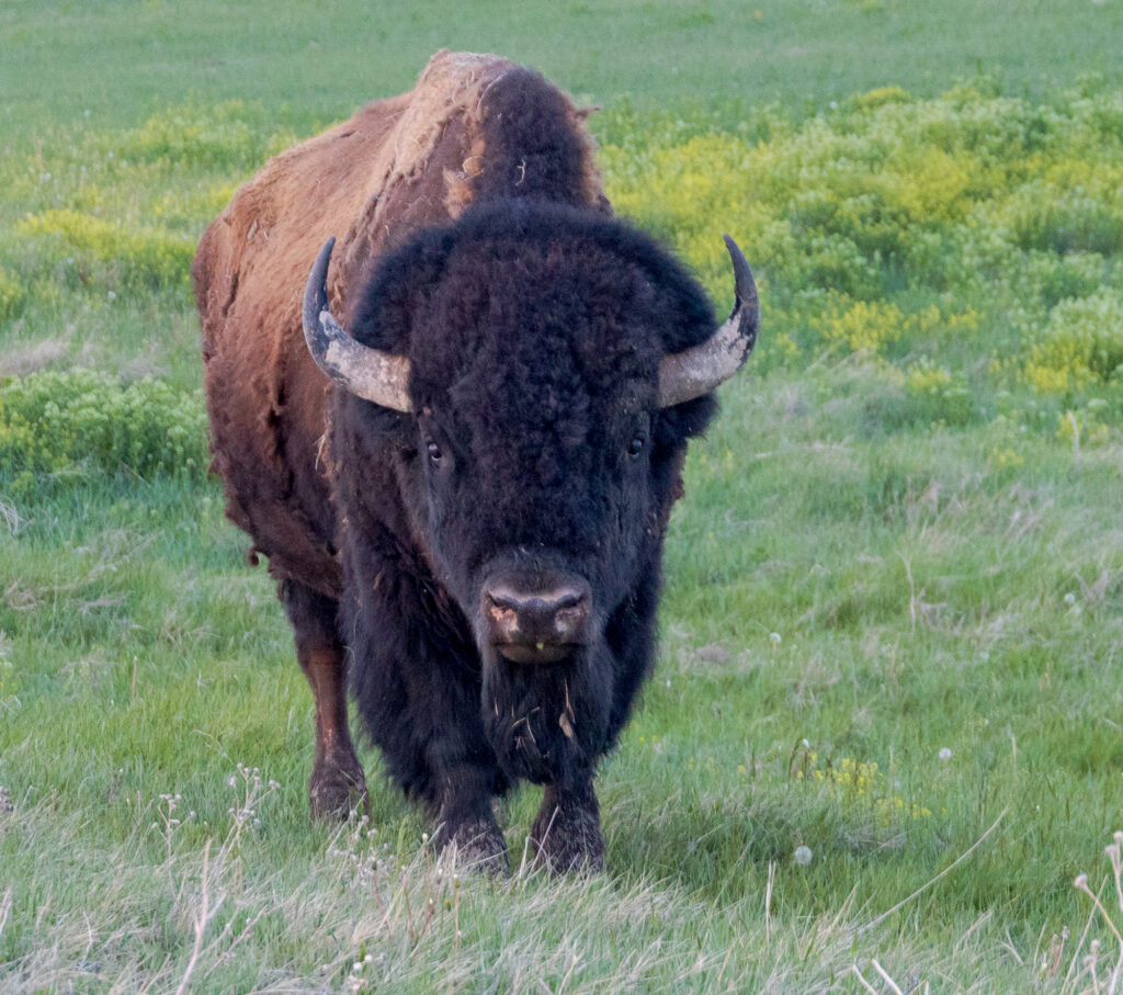 Friendly Buffalo