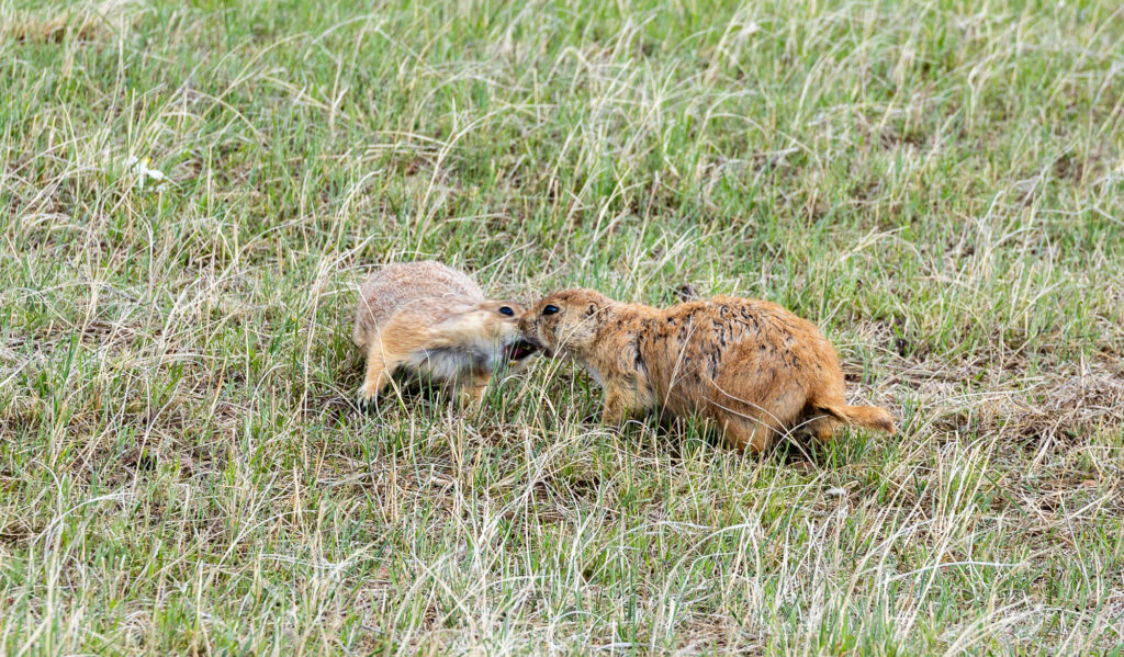 Two Praririe Dogs