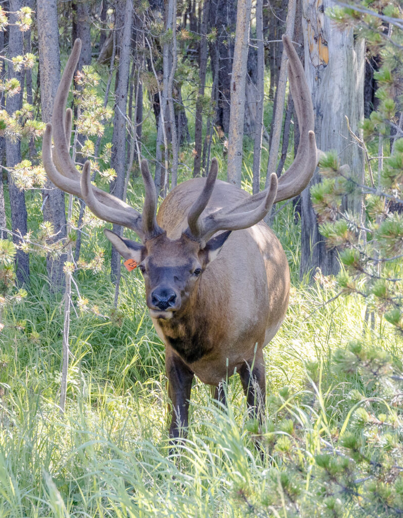 Elk eating grass in Yellowstone