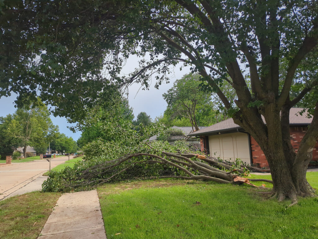 Neighbors Tree Blown Down